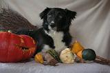 HALLOWEEN 132